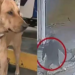 Valiente perrito defiende a empleada de una gasolinera de un asalto; ahora es jefe de seguridad