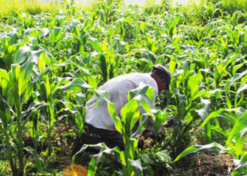 Avanza pago de los 750 por tonelada a los productores de maíz en Sinaloa: Ismael Bello