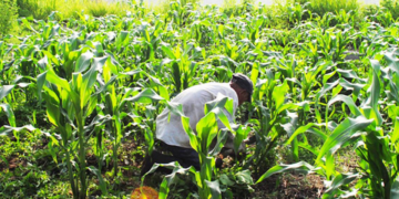 Avanza pago de los 750 por tonelada a los productores de maíz en Sinaloa: Ismael Bello