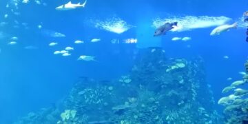 Mazatlán supera el millón de pasajeros en este 2024