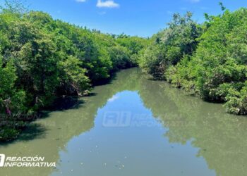 Gobierno busca “podar desde abajo” mangle del Infiernillo; esperan permiso de SEMARNAT