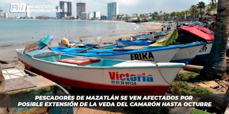 Pescadores de Mazatlán se ven afectados por posible extensión de la veda del camarón hasta octubre