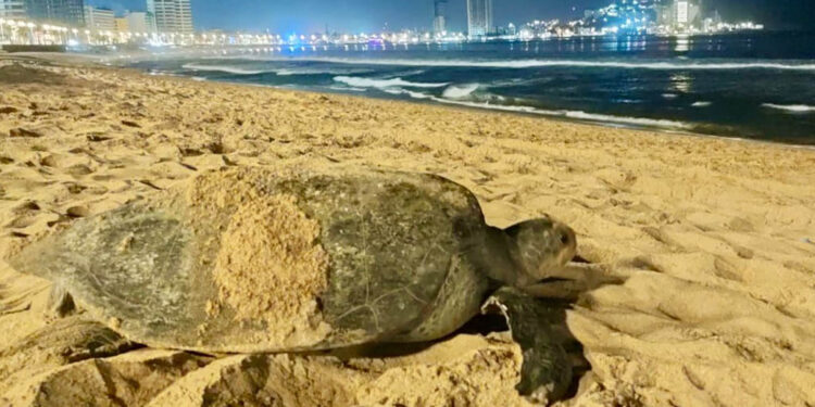 Visita nuevamente playas del puerto de Mazatlán tortuga negra