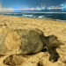 Visita nuevamente playas del puerto de Mazatlán tortuga negra