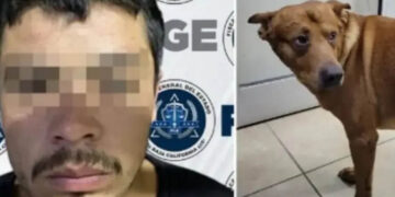 Hombre intenta matar a su perro porque lo atendían mejor que a él