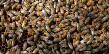 Suman 10 ataques de abejas en Sinaloa; dos personas murieron