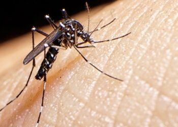 Aumento de casos de dengue en Mazatlán durante agosto