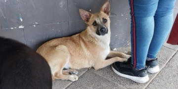 Conmovedor: adulto mayor muere atropellado por un tren, su perrito se queda esperándolo durante días en las vías