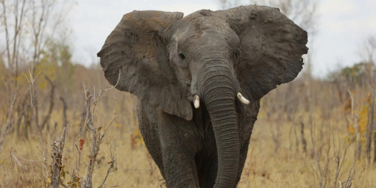 Zimbabue sacrificará a casi mil elefantes para aliviar el hambre causada por la sequía