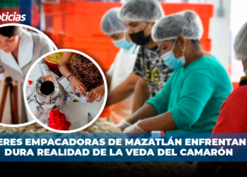 Mujeres empacadoras de Mazatlán enfrentan la dura realidad de la veda del camarón