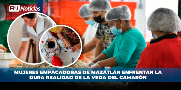 Mujeres empacadoras de Mazatlán enfrentan la dura realidad de la veda del camarón