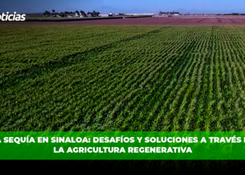 La sequía en Sinaloa: desafíos y soluciones a través de la agricultura regenerativa