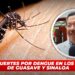 Posibles muertes por dengue en los municipios de Guasave Y Sinaloa