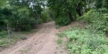 Localizan cuerpo sin vida en el poblado El Higueral, en Eldorado, Sinaloa