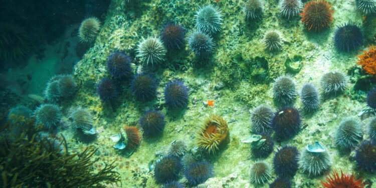 Todos los animales marinos están amenazados por el hombre, incluso los de hábitats vírgenes