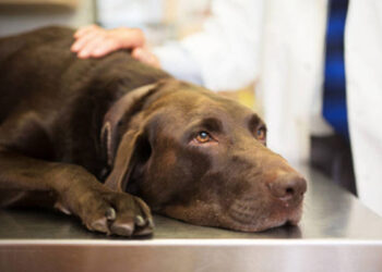 Biofilm, conoce el enemigo oculto que compromete la salud de nuestras mascotas