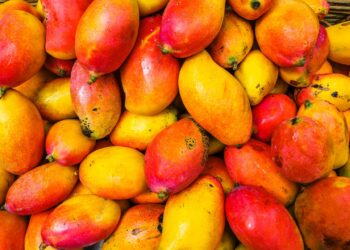 Mazatlán será sede del XIV Simposio Internacional del Mango en 2025