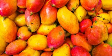 Mazatlán será sede del XIV Simposio Internacional del Mango en 2025