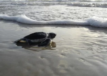 Liberan mil 400 crías de tortuga en Playa Ceuta pese a la violencia en Sinaloa