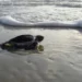 Liberan mil 400 crías de tortuga en Playa Ceuta pese a la violencia en Sinaloa