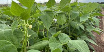 Permisos de Siembra para el Ciclo Otoño-Invierno 2024-2025: Avance en Culiacán y Navolato