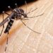 Menor de 9 años fallece por complicaciones de dengue en Los Mochis