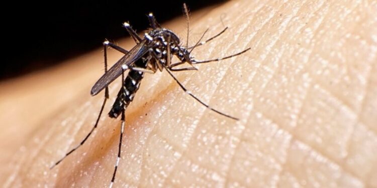 Se registran dos muertes por dengue hemorrágico en Mazatlán; estas son las colonias con más casos