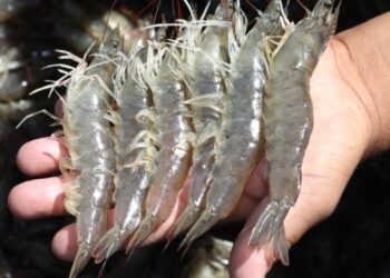 Producción insuficiente de camarón expulsa a pescadores de Sinaloa de las bahías