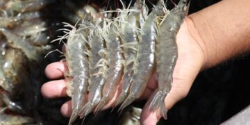 Producción insuficiente de camarón expulsa a pescadores de Sinaloa de las bahías