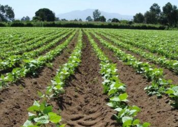 Por falta de agua en Sinaloa se extiende la fecha límite para la siembra de frijol