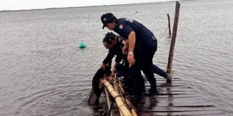 Rescatan a perrito de una terrible muerte; fue amarrado en el muelle durante la llegada del huracán Milton