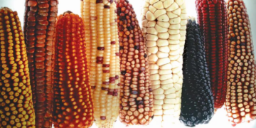 El tesoro ancestral que previene la diabetes y regula el colesterol en la sangre