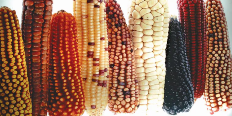 El tesoro ancestral que previene la diabetes y regula el colesterol en la sangre