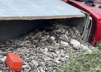 Tráiler cargado de pescado vuelca sobre la carretera México 15 en Guasave