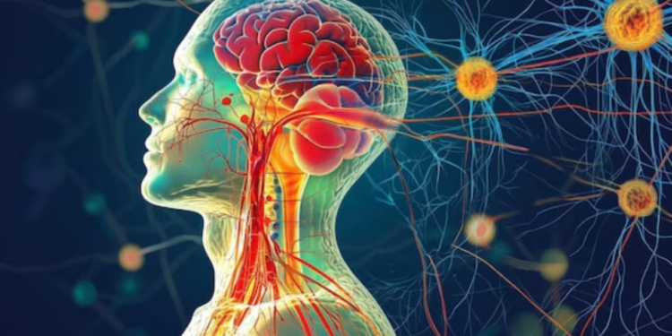 ¿Qué es el cortisol y por qué genera arrugas en nuestro cuerpo?