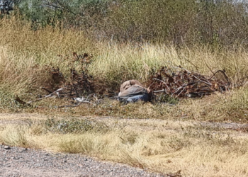 Localizan el cuerpo de un hombre con disparo en la cabeza, las manos esposadas y los ojos vendados en Culiacán