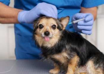 Lanzan vacuna que esteriliza a los perros: ¿Cuándo sale a la venta?