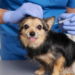 Lanzan vacuna que esteriliza a los perros: ¿Cuándo sale a la venta?