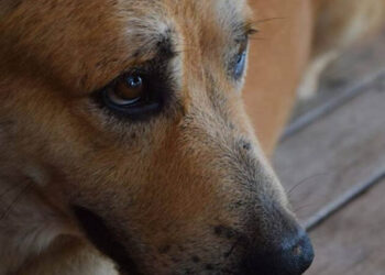 Niño de 9 años entra a una veterinaria, mata a 23 animales y los mutila, no será condenado