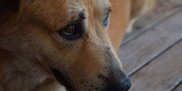 Niño de 9 años entra a una veterinaria, mata a 23 animales y los mutila, no será condenado