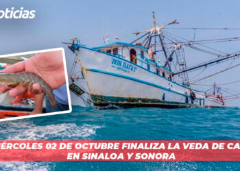 Este miércoles 02 de octubre finaliza la veda de camarón en Sinaloa y Sonora