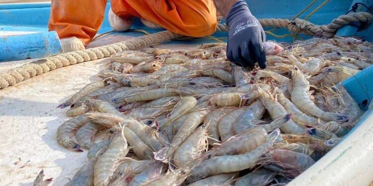 Temporada de Camarón en Sinaloa y Sonora No Cumple Expectativas