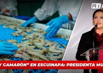 “No hay camarón” en Escuinapa: Presidenta Municipal