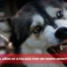 Pequeña de 4 años es atacada por un perro husky en Culiacán