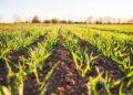  SEGALMEX abre registro para productores pendientes de pago en Sinaloa