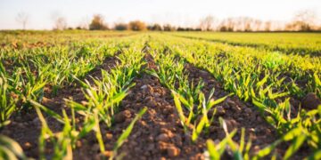  SEGALMEX abre registro para productores pendientes de pago en Sinaloa