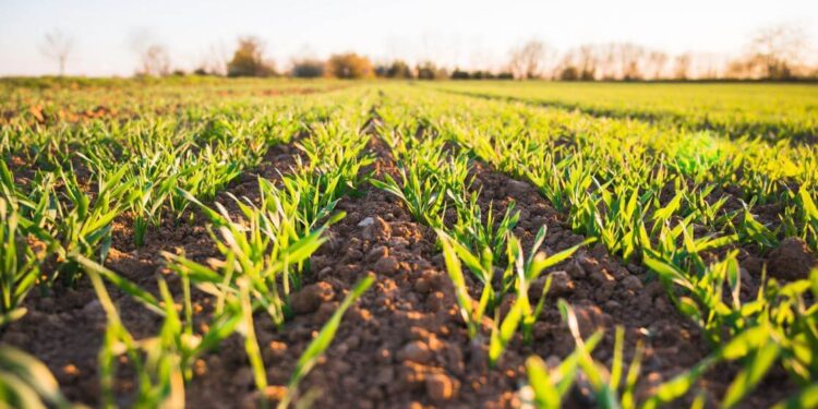  SEGALMEX abre registro para productores pendientes de pago en Sinaloa