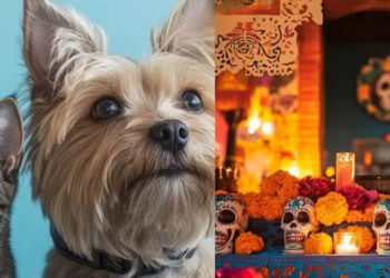 Día de Muertos: ¿cuándo llegan las almas de las mascotas fallecidas a visitarnos?