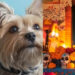 Día de Muertos: ¿cuándo llegan las almas de las mascotas fallecidas a visitarnos?