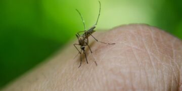 Mazatlán es el municipio de Sinaloa con mayor número de casos de dengue